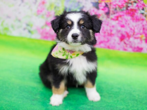 Toy Australian Shepherd DOG Female Tri Color 12438 Petland Wichita, Kansas