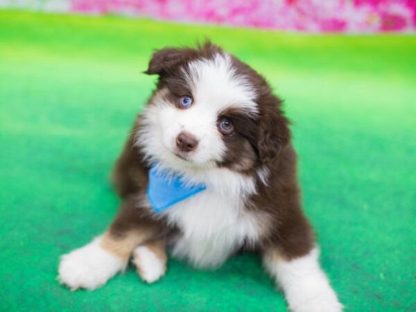 Toy Australian Shepherd-DOG-Male-Red Tri-12437-Petland Wichita, Kansas