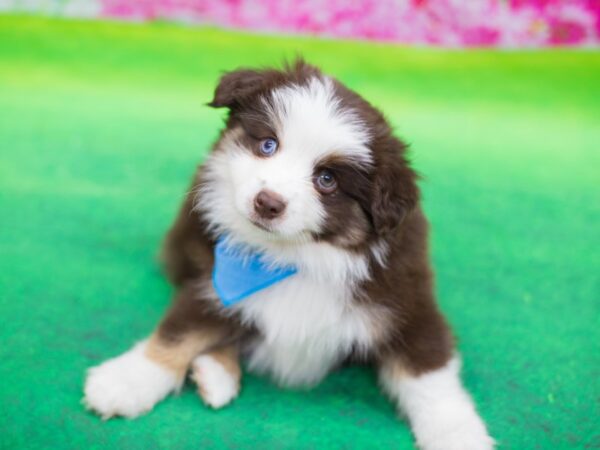 Toy Australian Shepherd DOG Male Red Tri 12437 Petland Wichita, Kansas