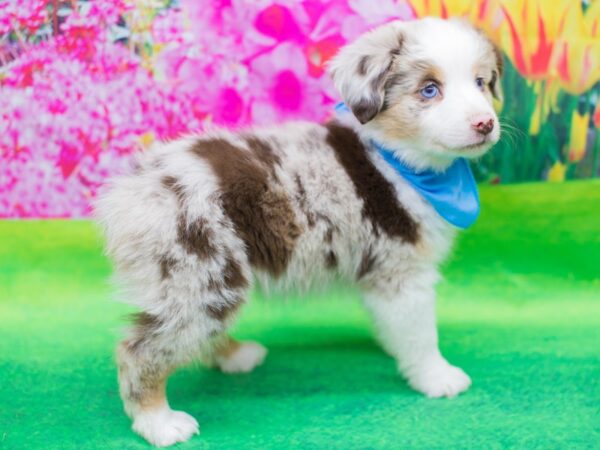 Toy Australian Shepherd DOG Male Red Merle 12436 Petland Wichita, Kansas