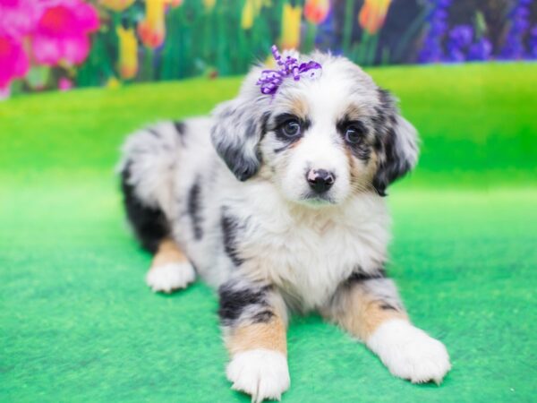 Toy Australian Shepherd DOG Female Blue Merle 12435 Petland Wichita, Kansas