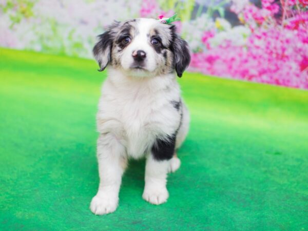 Toy Australian Shepherd DOG Female Blue Merle 12434 Petland Wichita, Kansas