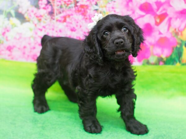 Cocker Spaniel DOG Female Black 12433 Petland Wichita, Kansas