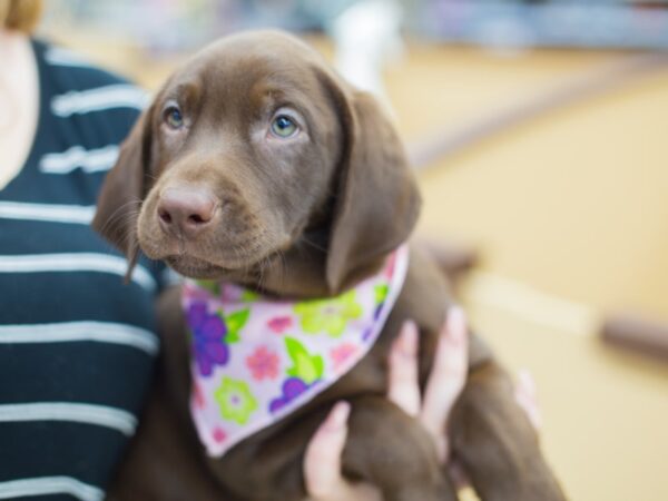 Labrador Retriever DOG Female Chocolate 12432 Petland Wichita, Kansas