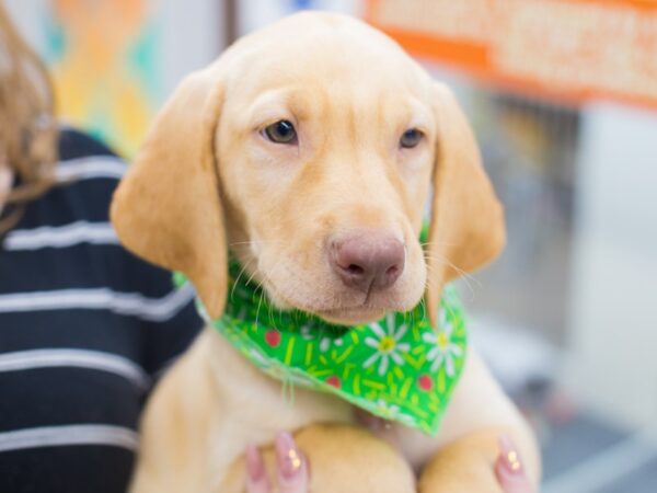 Labrador Retriever DOG Male Yellow 12431 Petland Wichita, Kansas