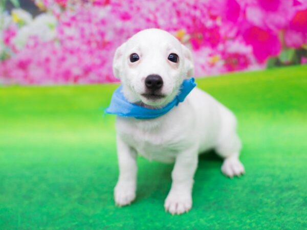 Jack Russell Terrier DOG Male White 12430 Petland Wichita, Kansas