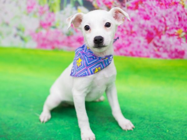 Jack Russell Terrier DOG Female White with Tan Markings 12429 Petland Wichita, Kansas