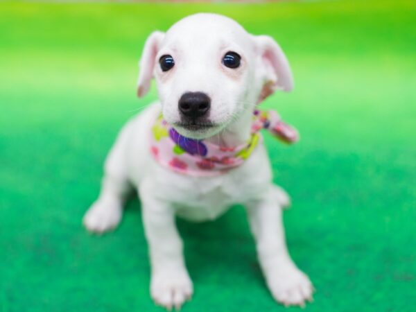 Jack Russell Terrier DOG Female White with Tan Markings 12428 Petland Wichita, Kansas