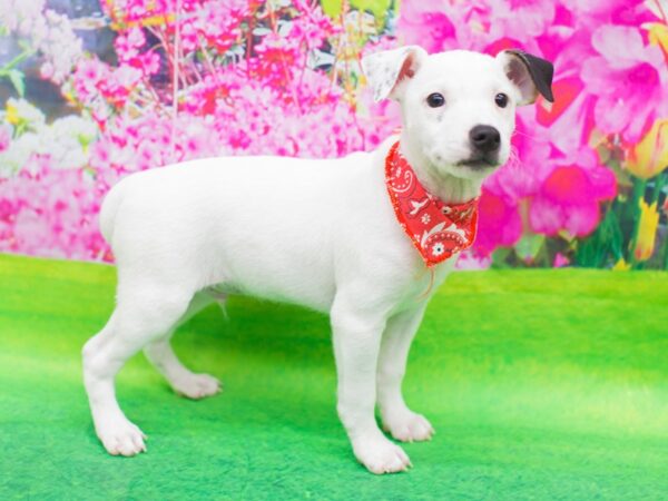 Jack Russell Terrier DOG Male White with Black and Tan Markings 12427 Petland Wichita, Kansas