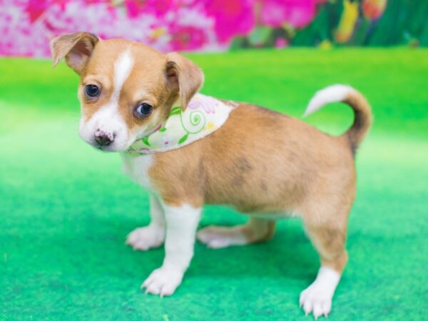 Chipom-DOG-Female-Tan and White-12426-Petland Wichita, Kansas