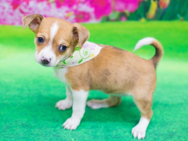 Chipom DOG Female Tan and White 12426 Petland Wichita, Kansas