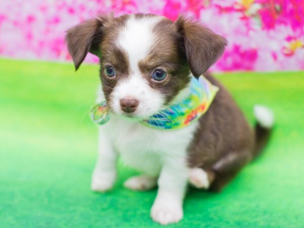 Chipom-DOG-Male-Chocolate and White-12425-Petland Wichita, Kansas