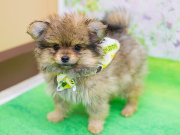 Pomeranian DOG Male Sable 12423 Petland Wichita, Kansas