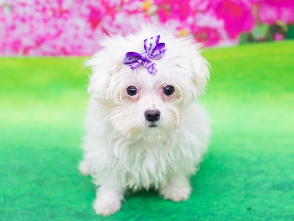 Toy MaltiPoo DOG Female White 12422 Petland Wichita, Kansas