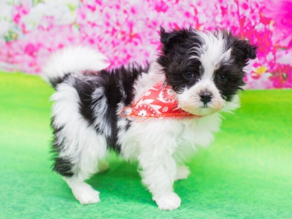 Toy Maltipom DOG Male Black and White 12421 Petland Wichita, Kansas