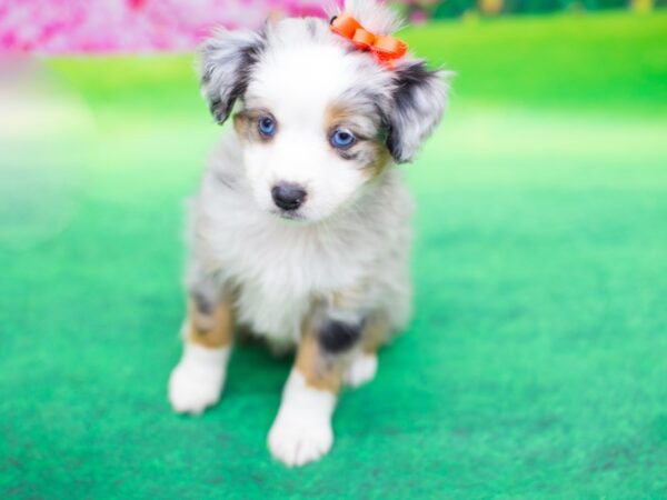 Miniature Australian Shepherd DOG Female Blue Merle 12420 Petland Wichita, Kansas