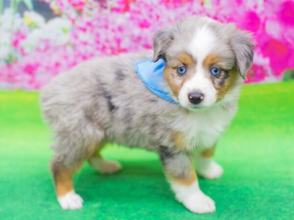 Miniature Australian Shepherd DOG Male Blue Merle 12419 Petland Wichita, Kansas