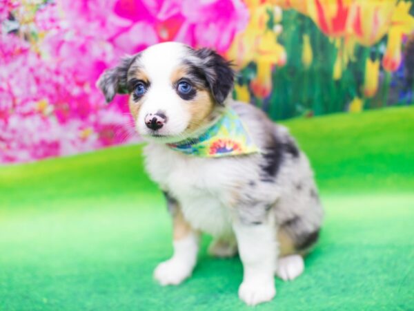 Miniature Australian Shepherd DOG Male Blue Merle 12418 Petland Wichita, Kansas