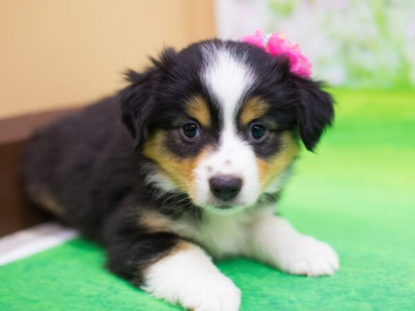 Miniature Australian Shepherd DOG Female Tri Color 12417 Petland Wichita, Kansas