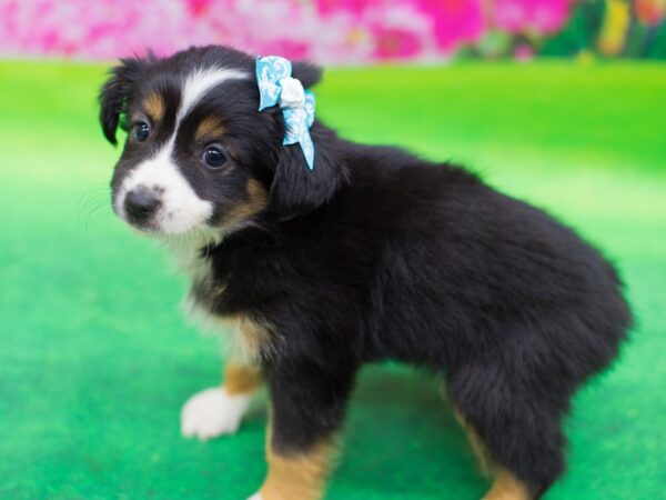 Miniature Australian Shepherd DOG Female Tri Color 12416 Petland Wichita, Kansas