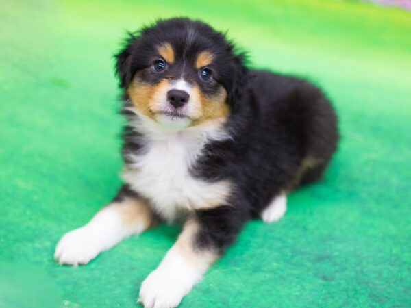 Miniature Australian Shepherd DOG Male Tri Color 12415 Petland Wichita, Kansas