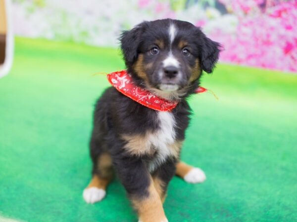 Miniature Australian Shepherd DOG Male Tri Color 12414 Petland Wichita, Kansas