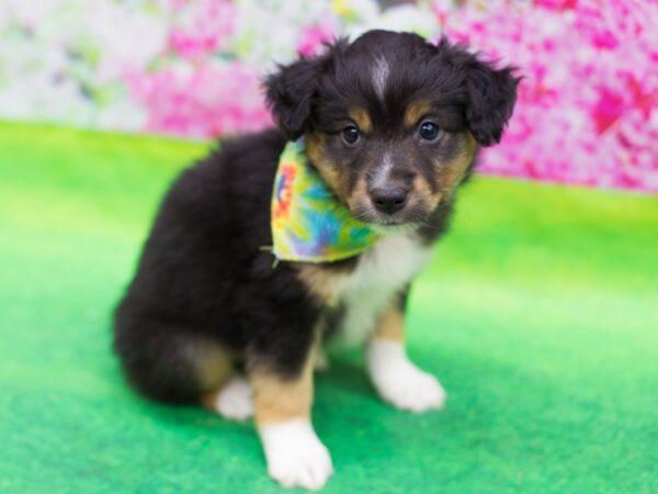 Miniature Australian Shepherd-DOG-Male-Tri Color-12413-Petland Wichita, Kansas