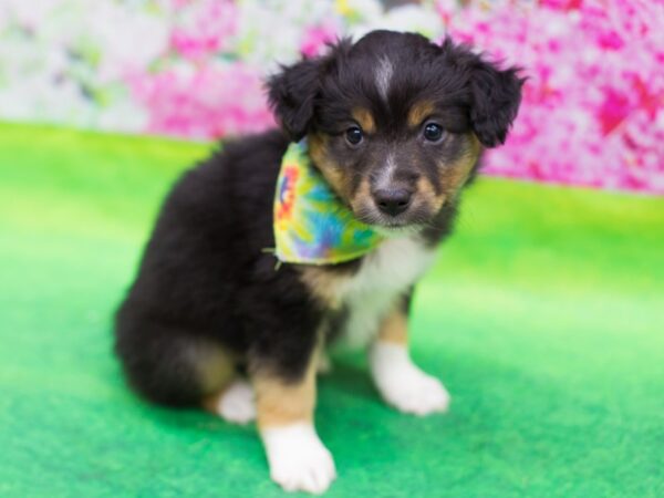 Miniature Australian Shepherd DOG Male Tri Color 12413 Petland Wichita, Kansas