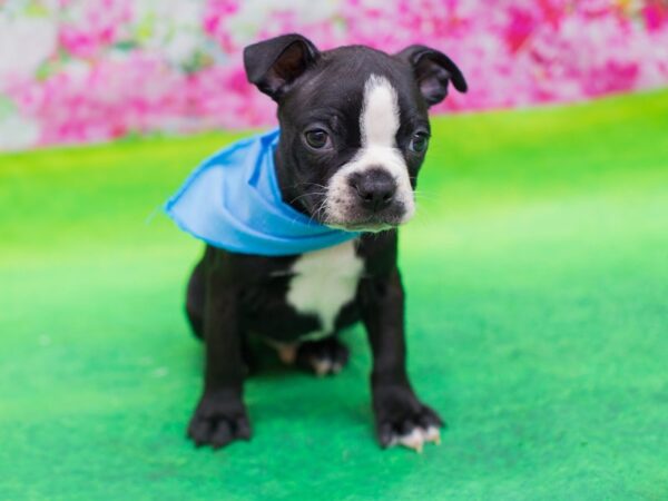 Boston Terrier-DOG-Male-Black and White-12408-Petland Wichita, Kansas