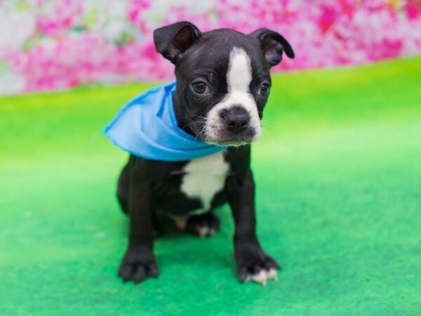 Boston Terrier DOG Male Black and White 12408 Petland Wichita, Kansas