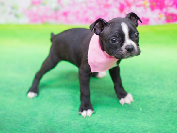 Boston Terrier DOG Female Black and White 12410 Petland Wichita, Kansas