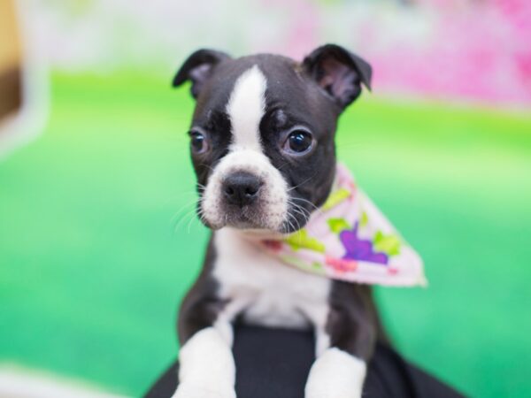 Boston Terrier DOG Female Black and White 12409 Petland Wichita, Kansas