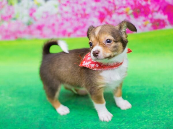 Chipom DOG Male Sable and White 12424 Petland Wichita, Kansas