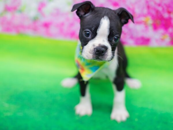 Boston Terrier-DOG-Male-Black and White-12406-Petland Wichita, Kansas