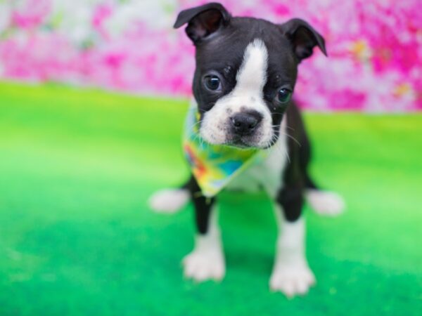 Boston Terrier DOG Male Black and White 12406 Petland Wichita, Kansas