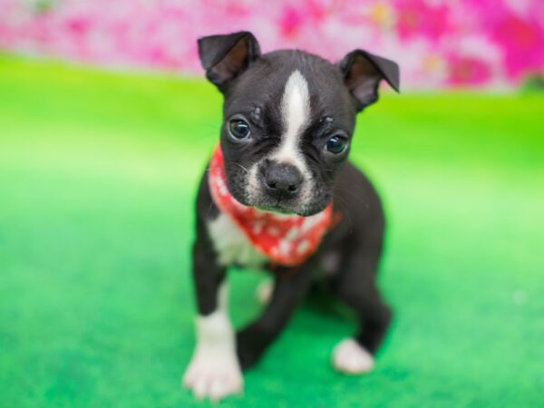 Boston Terrier DOG Male Black and White 12407 Petland Wichita, Kansas