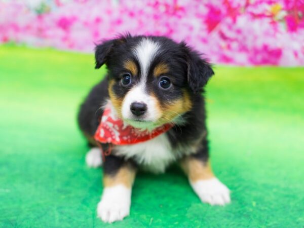 Miniature Australian Shepherd DOG Male Tri Color 12412 Petland Wichita, Kansas