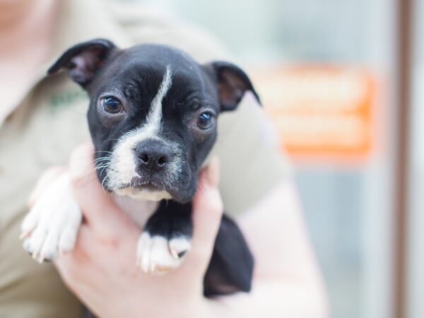 Boston Terrier DOG Male Black and White 12388 Petland Wichita, Kansas