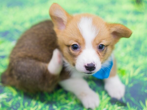 Pembroke Welsh Corgi DOG Male Red and White 12474 Petland Wichita, Kansas