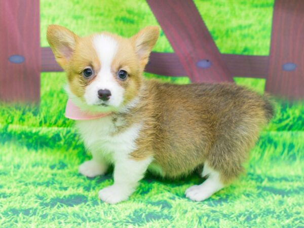 Pembroke Welsh Corgi DOG Female Red and White 12473 Petland Wichita, Kansas