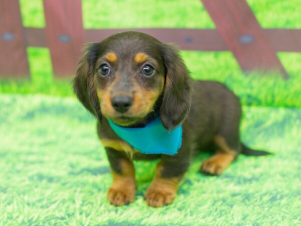 Miniature Dachshund DOG Male Long Haired Chocolate/Tan 12465 Petland Wichita, Kansas