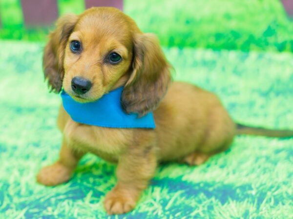 Miniature Dachshund DOG Male Long Haired Tan 12464 Petland Wichita, Kansas