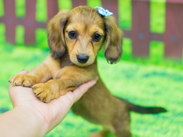 Miniature Dachshund DOG Female Long Haired Tan Shaded 12463 Petland Wichita, Kansas