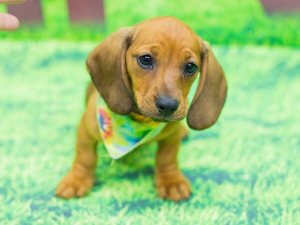 Miniature Dachshund DOG Male Short haired Brown 12462 Petland Wichita, Kansas