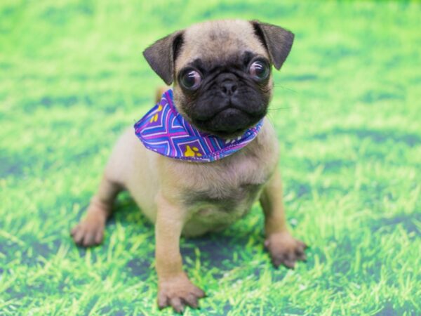 Pug-DOG-Male-Fawn-12461-Petland Wichita, Kansas