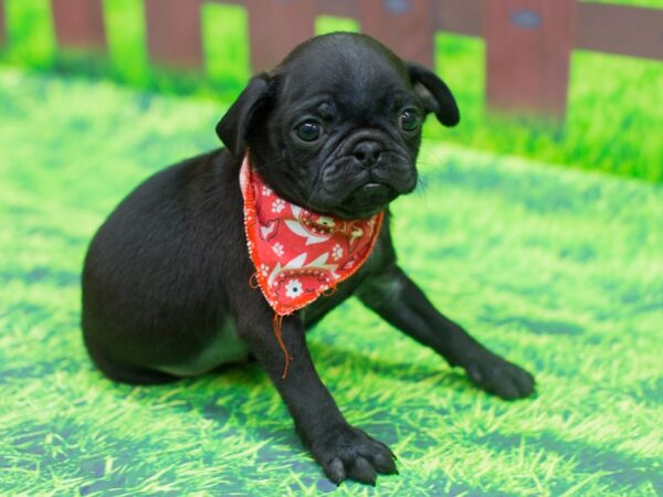 Pug DOG Male Black 12460 Petland Wichita, Kansas