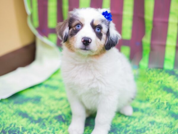 Miniature Australian Shepherd DOG Female Blue Merle 12459 Petland Wichita, Kansas