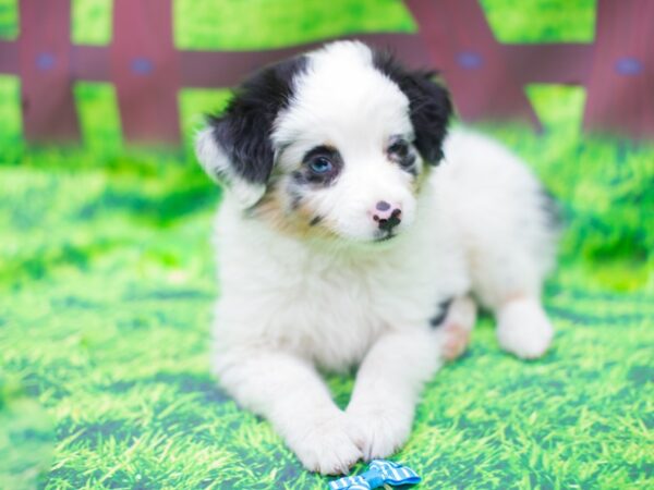 Miniature Australian Shepherd DOG Female Blue Merle 12458 Petland Wichita, Kansas