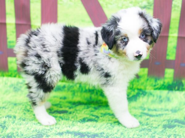 Miniature Australian Shepherd DOG Male Blue Merle 12457 Petland Wichita, Kansas