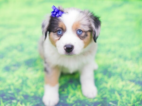 Miniature Australian Shepherd-DOG-Female-Blue Merle-12456-Petland Wichita, Kansas